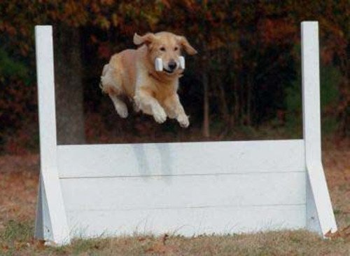 agility Classes